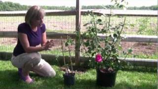 How to Grow and Care for Clematis - Step-By-Step Gardening