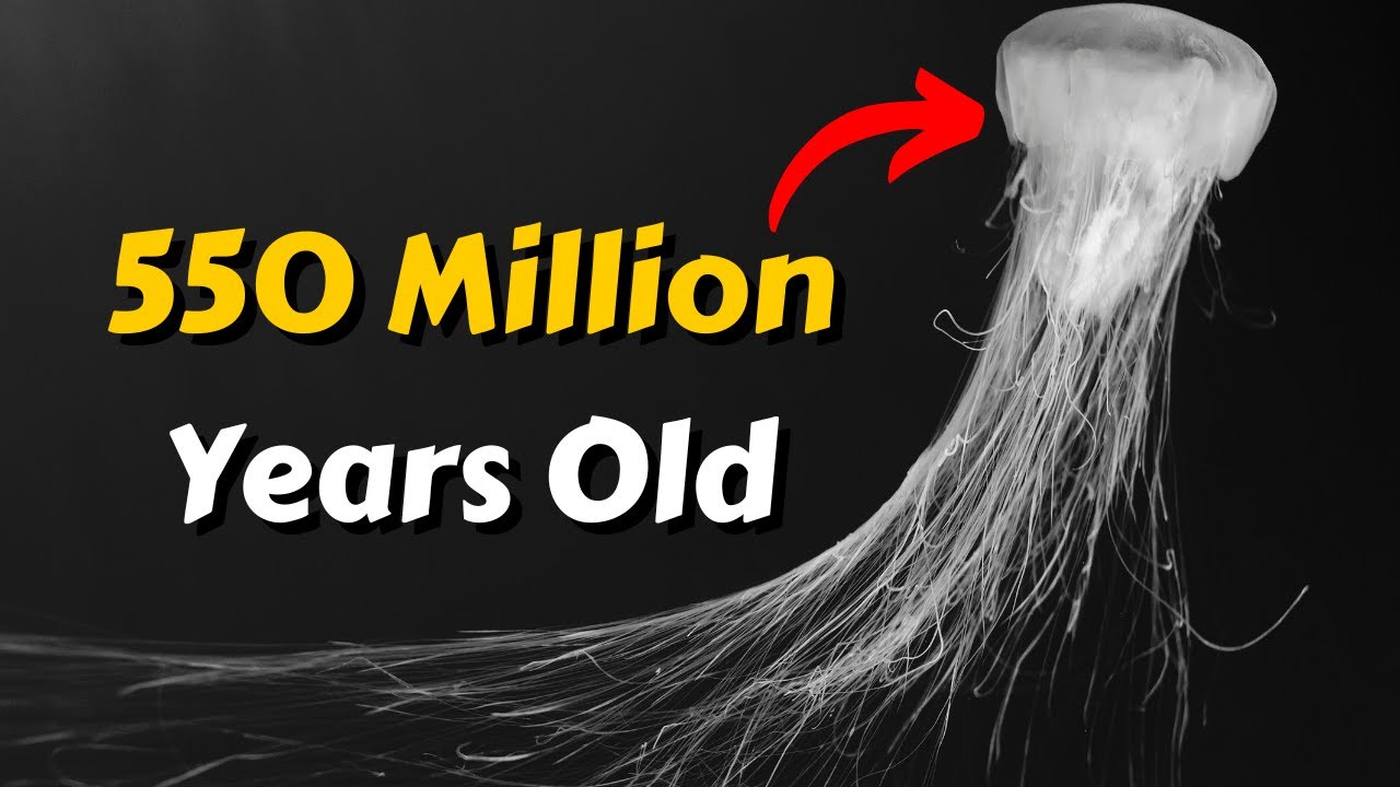 10 Oldest Living Creatures On Earth That are STILL Alive!