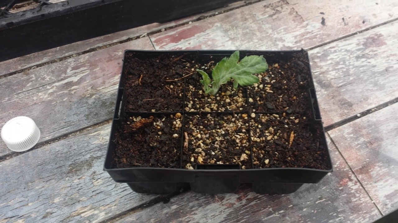 Chrysanthemum growing cuttings New Zealand YouTube