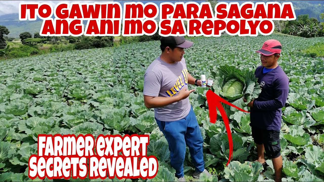 Paano Mapalago ang Repolyo at Makaiwas sa Mapanirang Insekto? Panoorin