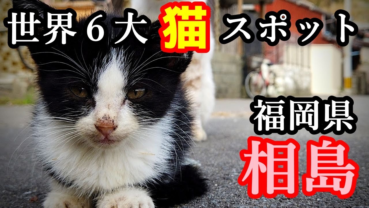 福岡島歩き 相島 猫好きな旅好きが猫動画を作るとこうなる 観光 旅行 世界６大猫スポット 猫の島へのアクセス 島の駅紹介 Fukuoka Cat Island Ainoshima Youtube