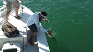 Celebrity Snook Fishing with Fin & Fly Charters Profile