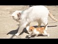子猫は猫から学ぶ - 子猫たちは母親と遊ぶ - 最も面白い猫の映画 #106