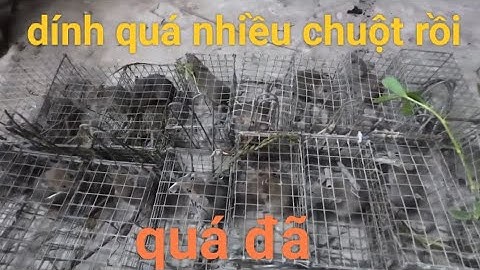 Bẫy chuột đường mòn dưới ruộng nước nhiều chuột lên bờ dính thấy mê 😀