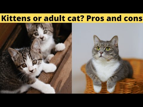 Kittens or adult cat? Pros and cons