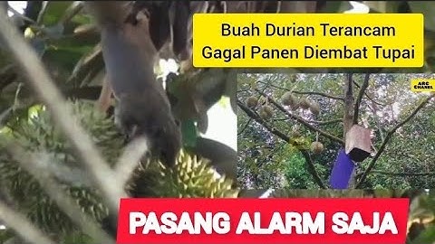 Cara Sederhana Atasi Gangguan Hama Tupai di Kebun Durian