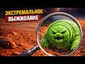 Самые выносливые животные на Земле одно из них может выжить в космосе