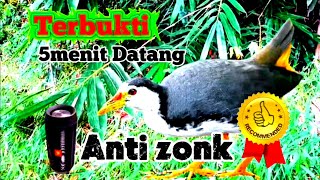 SUARA PIKAT BURUNG RUAK-RUAK ASLI 100% AMPUH (SUARA JERNIH)