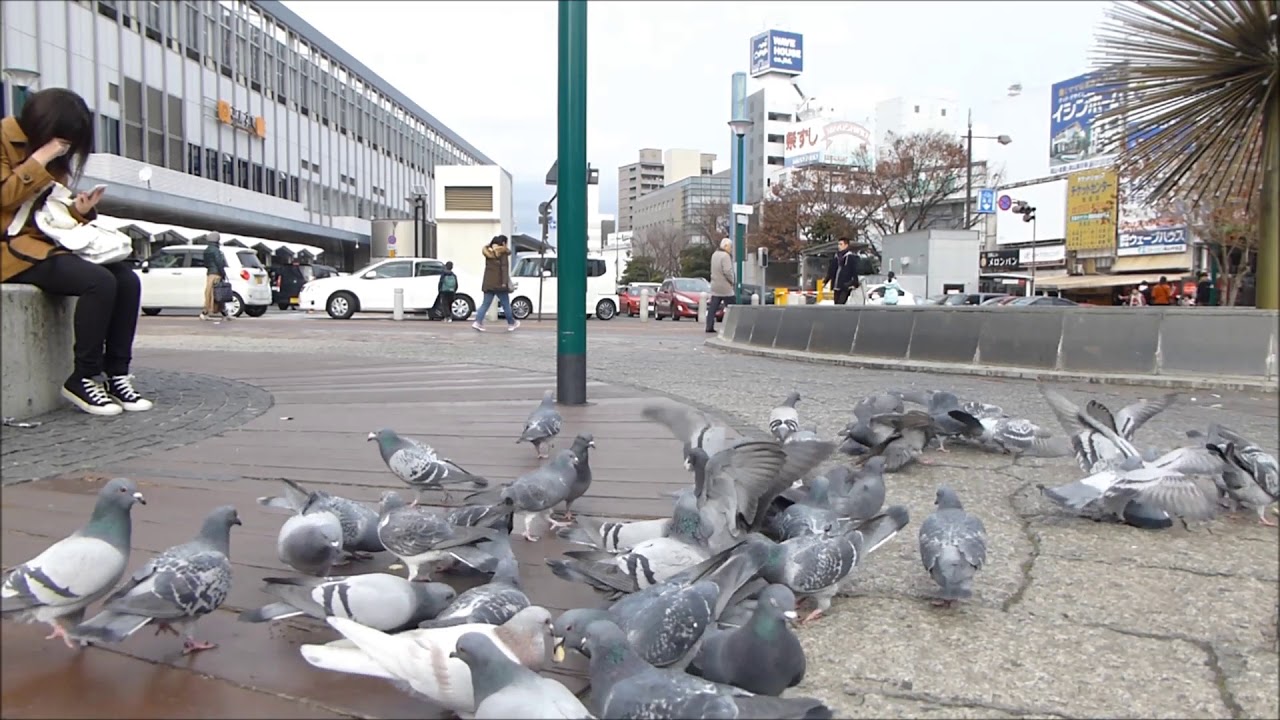 はと （ぽっぽっぽ～） - YouTube