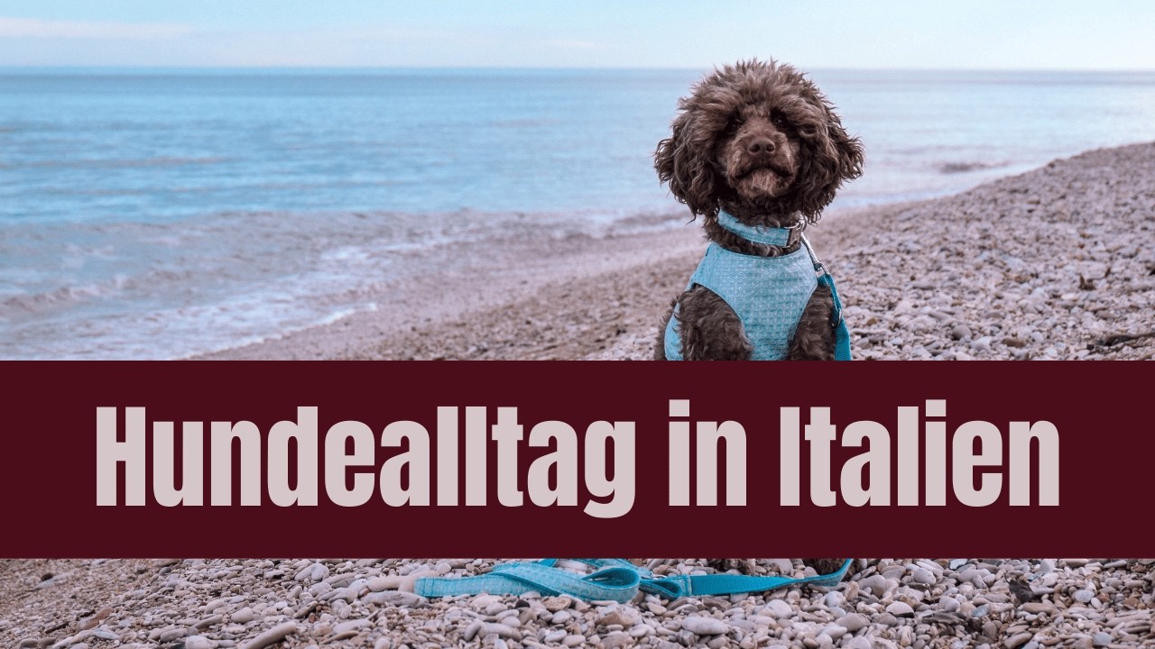 Authentischer Hundealltag in Italien - Pudel, Hundemodel, Spazieren am Strand & Wandern