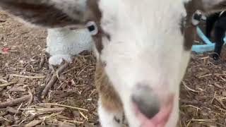 Baby goat sounds, cuddles and cuteness! #babygoats #babygoat screenshot 5