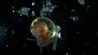 Gyraulus snail