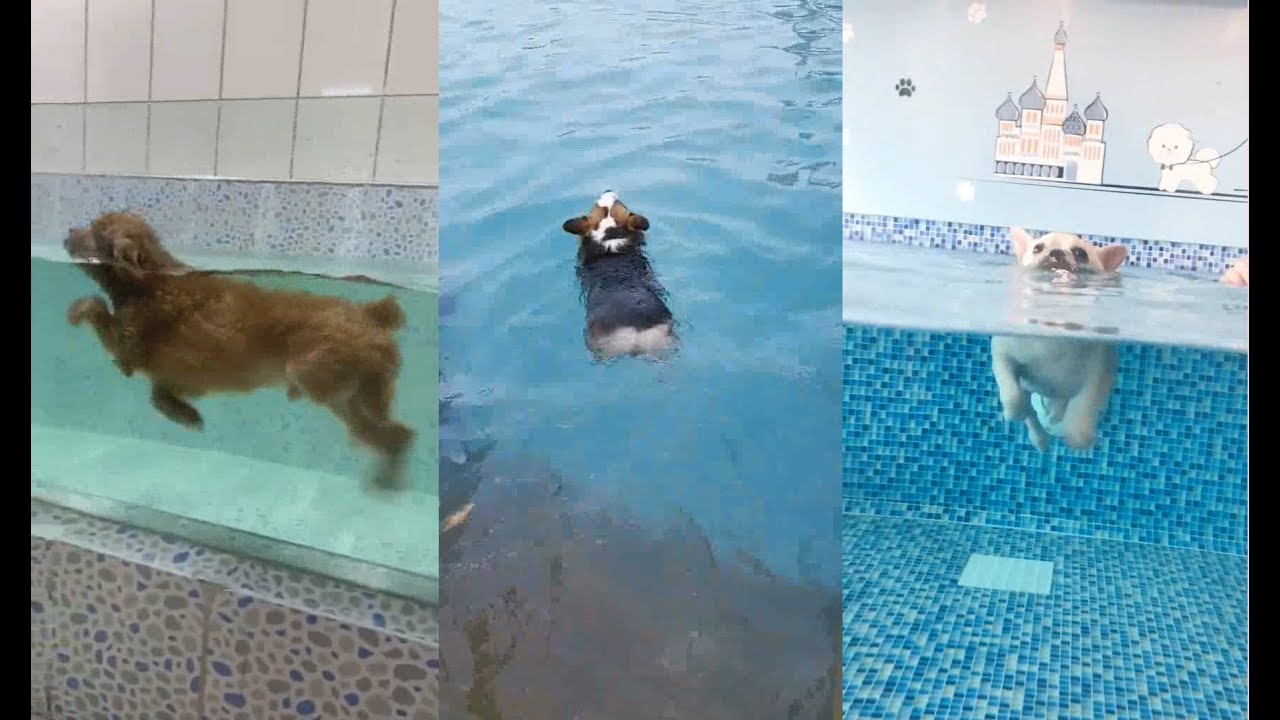 Funny Swimming Dogs Compilation 2020 YouTube