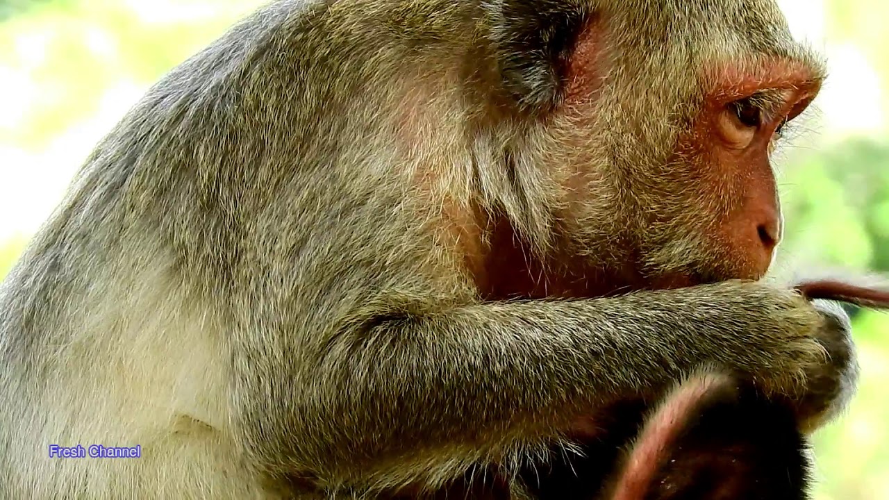 Daisy Monkey, Mom with baby monkey, Poor Monkey Daisy Part 593