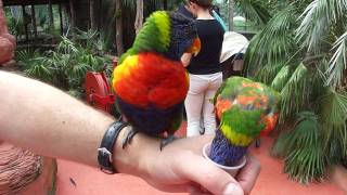 Sony DSC HX5V MP4 1080 - Rainbow Lorikeets Feeding