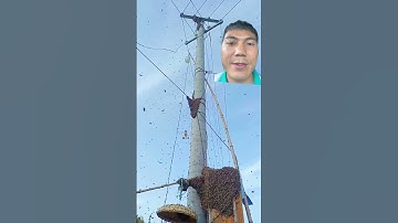 Bắt ong trụ điện