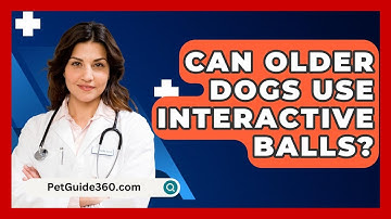 Can Older Dogs Use Interactive Balls? - PetGuide360.com