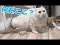 マロン、自分で入って出れなくなる
