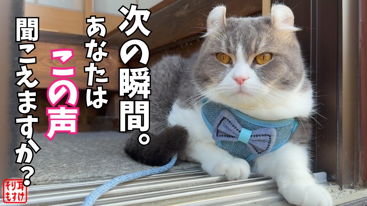 ねこすけ おはようございます🐱 ． 爽やかな朝です☀️ ． すず🐱も思いっきり