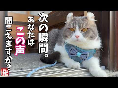 鳴けない猫が初めて鳴いた日。その驚きの理由に心が動かされた - YouTube