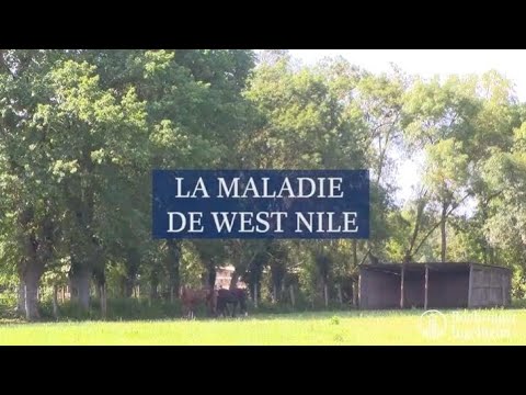 Minute Sant Boehringer   La maladie de West Nile