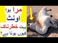 Why a Dead Camel can be Dangerous? - Amazing Animal Facts