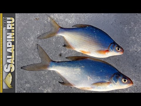 Video: Die Onopgeloste Geheim Van Gustera