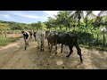 Levando as Vacas pro Pasto Tocadas Estrada Afora Após a Ordenha Manual no Curral de Hoje.