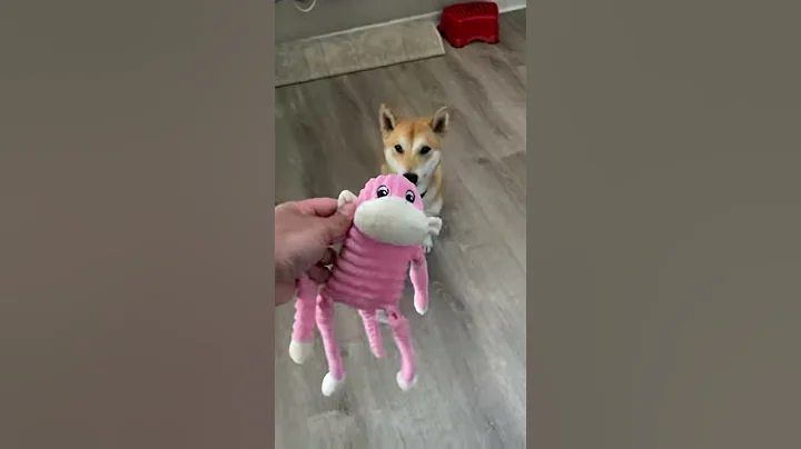 shiba inu goes crazy for monkey #shorts