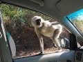 Monkey jumps on car outside Ranakpur!