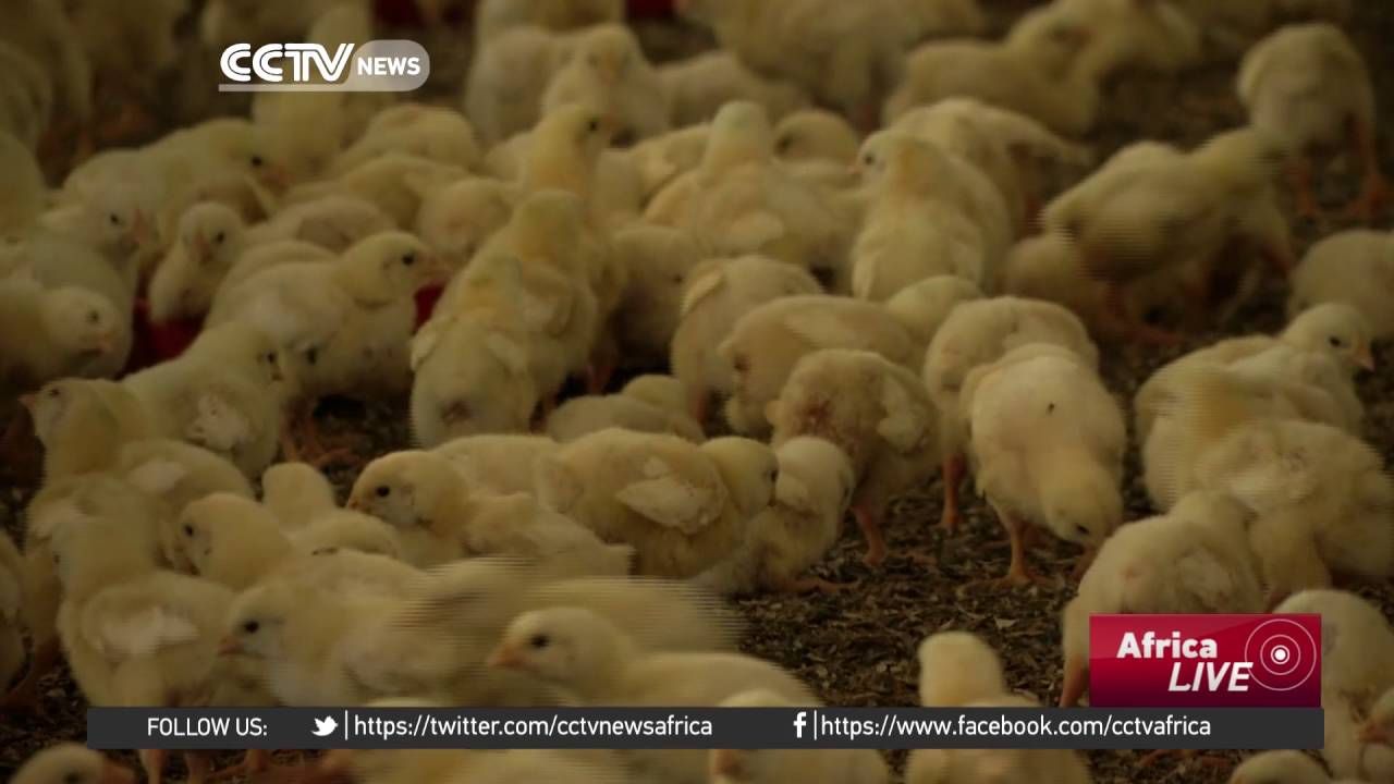Increased imports place pressure on South African poultry farmers YouTube