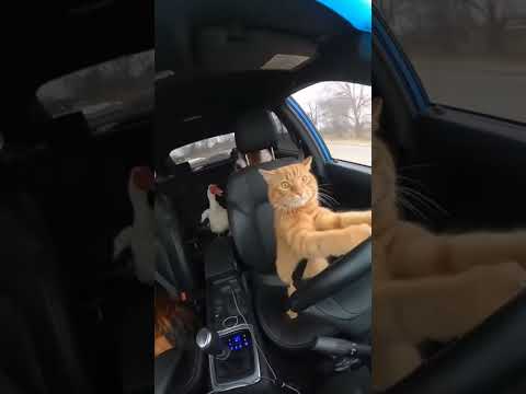 CAT driving, rooster duck and dog in an emergency