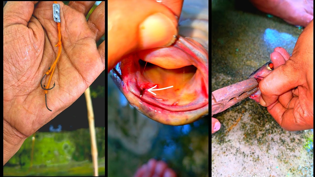 Fish Operation Doctor & Fish Surgery & Fish Rescue & Fish Treatment # ...