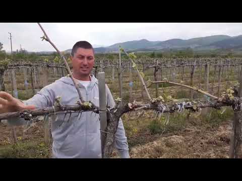 UMBRELLA oluşumlu üzüm bağları; Avantajlar ve dezavantajlar.