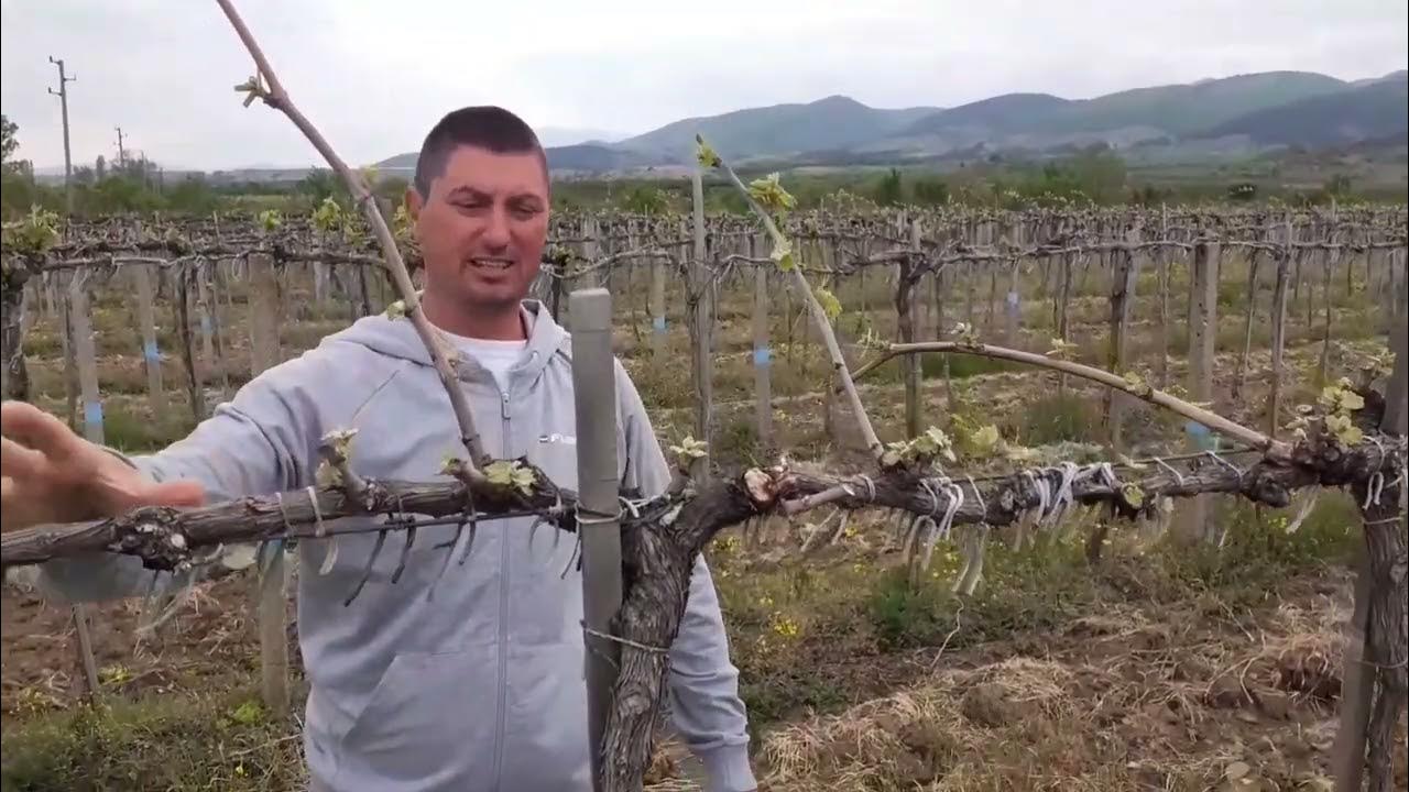 Vineyard with UMBRELLA grape trellis system; Advantages and