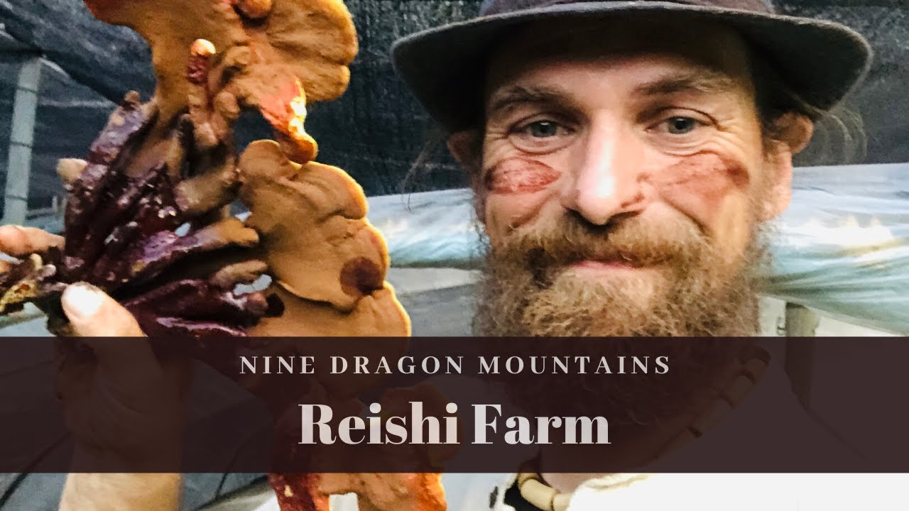 9 Dragon Mountain Reishi Mushrooms Youtube