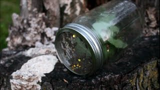 Traditional Firefly Catching