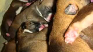 Download Lagu jikjik MP3