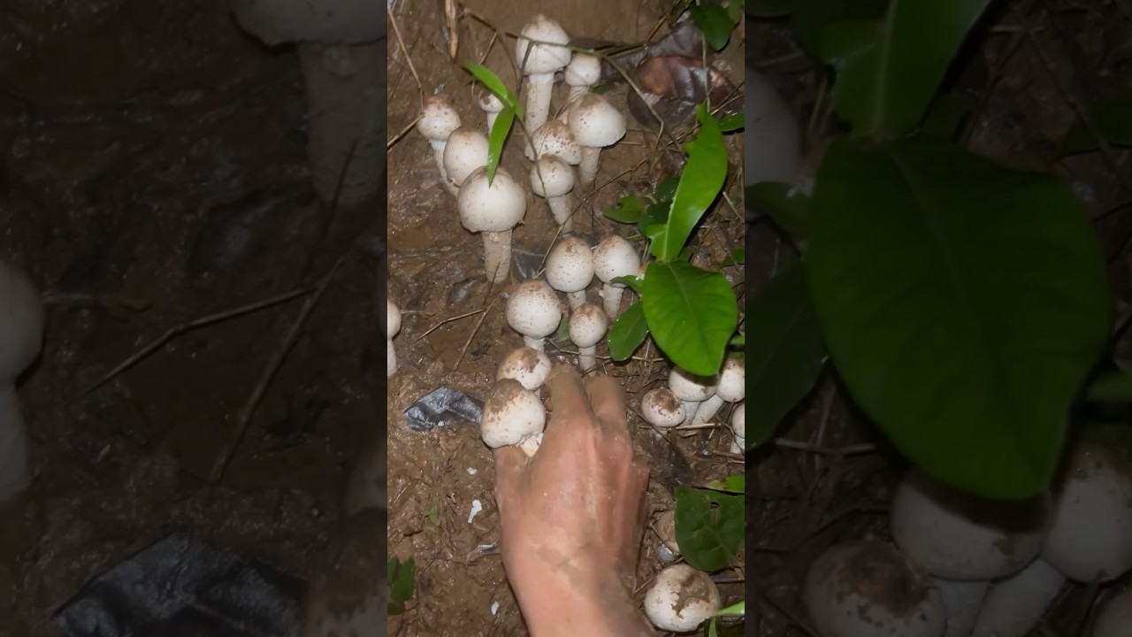 Jungle mushroom 😍🍄