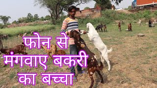 Order baby goats by phone, goats kids Lakhan Goat Salesman