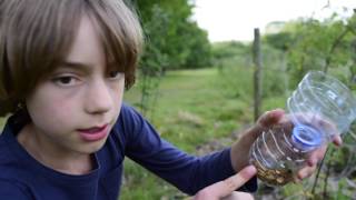 Nature With Artie -  How to Make Lizard Traps