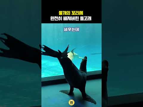 물개의 꼬리에 완전히 빠져버린 돌고래 #동물 #돌고래 thumbnail