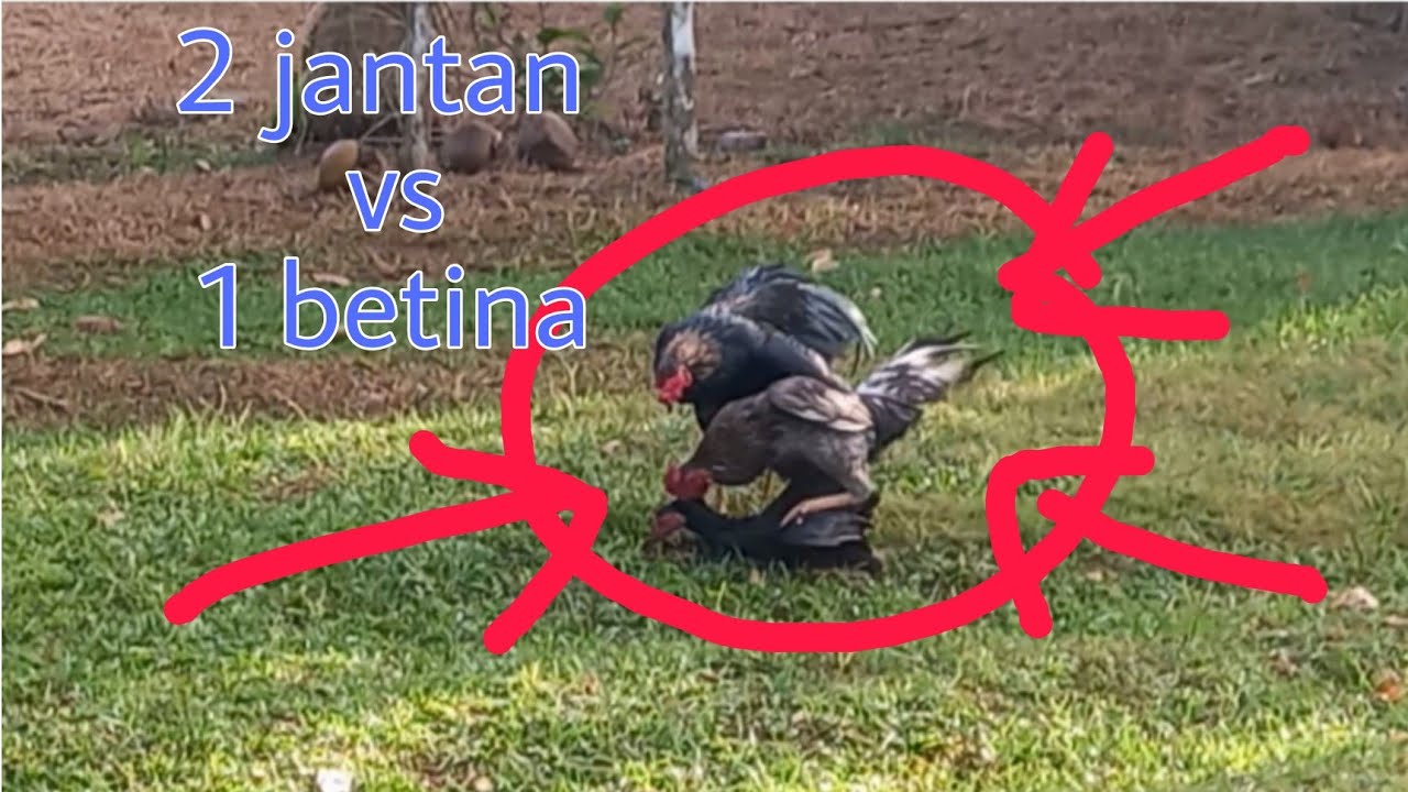 Ayam kaw*n part 3.   dua jantan vs satu betina