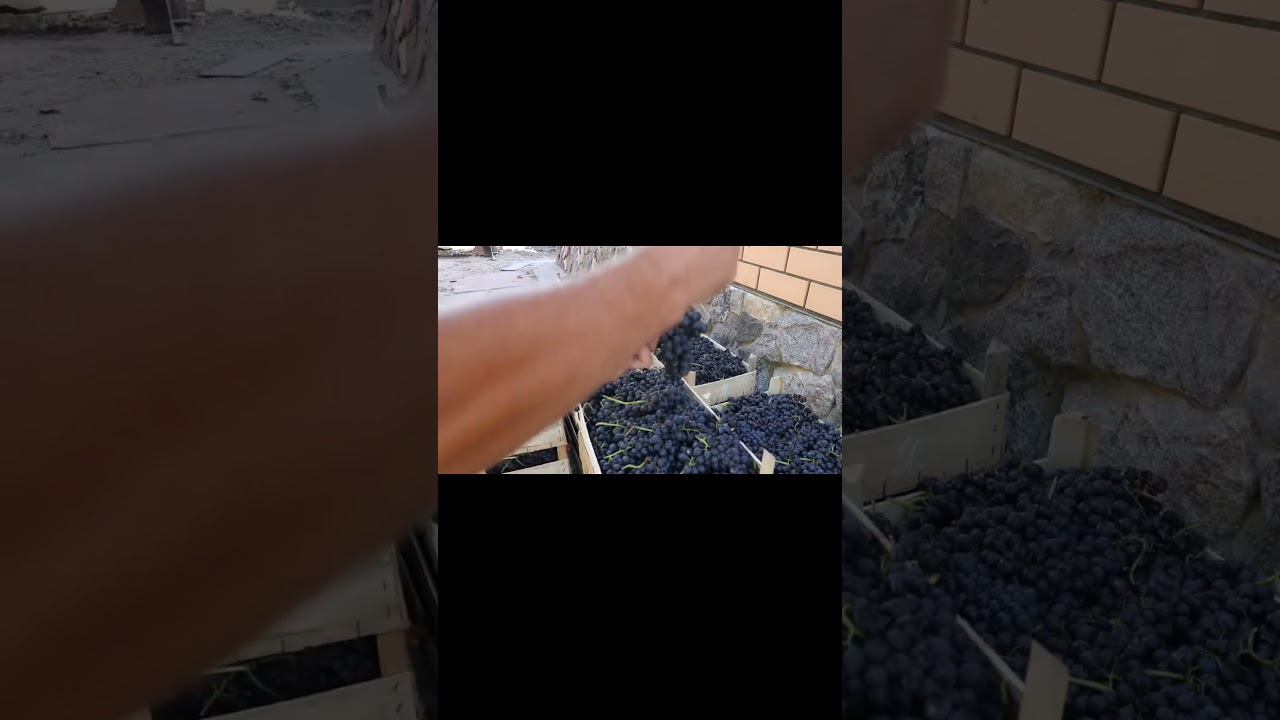 Приехал Шираз! Сравниваем грозди винограда! 