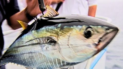 Yellowfin Rumble off Newport Beach