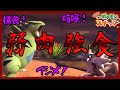 【Newポケモンスナップ】ポケモン界の弱肉強食がエグい...！ ケンカ 捕食 いじめ etc...