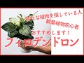 個性派＆育てやすい観葉植物！フィロデンドロン・ピンクプリンセスを植替えしながら、紹介します。水挿し発根３つのコツも教えます♪