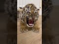 just cats #funnyanimals #bigcat #wildlife