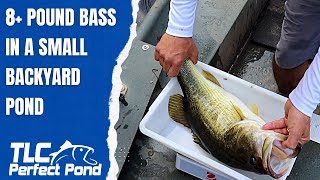 MONSTER BASS IN A SMALL BACKYARD POND!