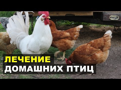 Чесоточный клещ на ногах домашней птицы - Кнемидокоптоз Чесоточный клещ на ногах домашней птицы - Кнемидокоптоз